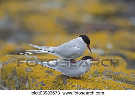 "Arctic Terns (Sterna paradisaea), mating, Inner Farne, Farne Islands, Northumberland, England, United Kingdom, Europe" View Large Photo Image Stock Image - "Arctic Terns (Sterna paradisaea), mating, Inner Farne, Farne Islands, Northumberland, England, United Kingdom, Europe". Fotosearch