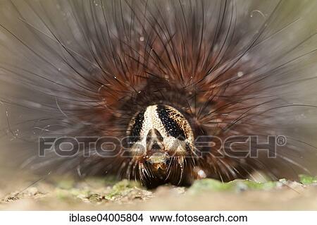 "Arctiid moth caterpillar on tree trunk, Kinabatangan, Sabah, Borneo" View Large Photo Image Picture - "Arctiid moth caterpillar on tree trunk, Kinabatangan, Sabah, Borneo". Fotosearch