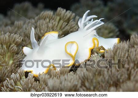 "Ardeadoris Sea Slug (Ardeadoris egretta) on a Xenia Coral (Xenia sp. ), Sabang Beach, Puerto Galera, Mindoro, Philippines, Asia" View Large Photo Image Stock Photo - "Ardeadoris Sea Slug (Ardeadoris egretta) on a Xenia Coral (Xenia sp. ), Sabang Beach, Puerto Galera, Mindoro, Philippines, Asia". Fotosearch
