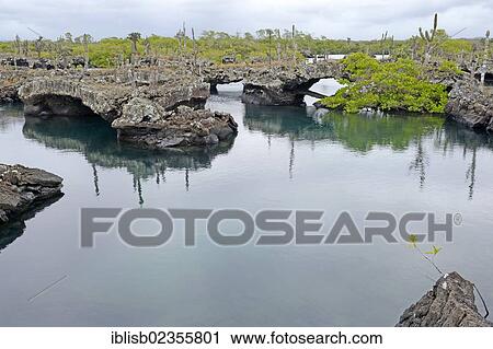 "Area of Los Tuneles with lava formations and """"bridges"""", southwestern tip of Isabela Island, Galapagos Islands, UNESCO World Heritage Site, Ecuador, South America" View Large Photo Image Stock Image - "Area of Los Tuneles with lava formations and """"bridges"""", southwestern tip of Isabela Island, Galapagos Islands, UNESCO World Heritage Site, Ecuador, South America". Fotosearch