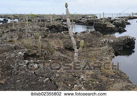 "Area of Los Tuneles with lava formations and """"bridges"""", southwestern tip of Isabela Island, Galapagos Islands, UNESCO World Heritage Site, Ecuador, South America" View Large Photo Image Stock Image - "Area of Los Tuneles with lava formations and """"bridges"""", southwestern tip of Isabela Island, Galapagos Islands, UNESCO World Heritage Site, Ecuador, South America". Fotosearch