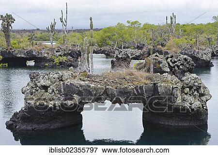 "Area of Los Tuneles with lava formations and """"bridges"""", southwestern tip of Isabela Island, Galapagos Islands, UNESCO World Heritage Site, Ecuador, South America" View Large Photo Image Stock Photo - "Area of Los Tuneles with lava formations and """"bridges"""", southwestern tip of Isabela Island, Galapagos Islands, UNESCO World Heritage Site, Ecuador, South America". Fotosearch