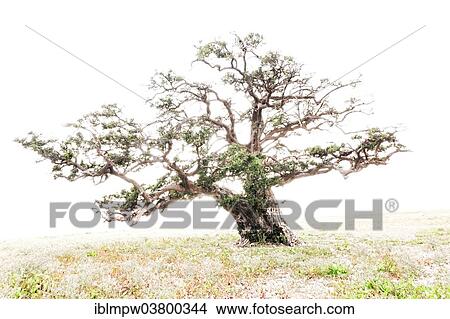 "Argan (Argania spinosa), Essaouira province, Morocco, Africa" View Large Photo Image Picture - "Argan (Argania spinosa), Essaouira province, Morocco, Africa". Fotosearch