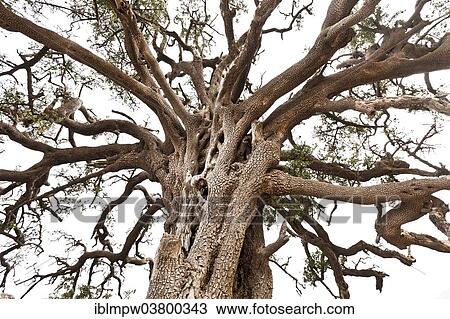 "Argan (Argania spinosa), Essaouira province, Morocco, Africa" View Large Photo Image Stock Image - "Argan (Argania spinosa), Essaouira province, Morocco, Africa". Fotosearch