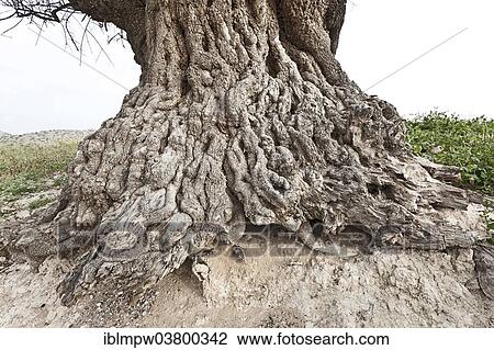 "Argan (Argania spinosa), weathered bark, Essaouira province, Morocco, Africa" View Large Photo Image Stock Image - "Argan (Argania spinosa), weathered bark, Essaouira province, Morocco, Africa". Fotosearch