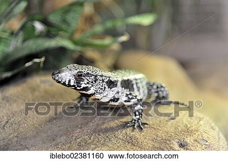 "Argentine Black and White Tegu (Tupinambis merianae), native to South America, Terrazoo, North Rhine-Westphalia, Germany, Europe" View Large Photo Image Stock Image - "Argentine Black and White Tegu (Tupinambis merianae), native to South America, Terrazoo, North Rhine-Westphalia, Germany, Europe". Fotosearch