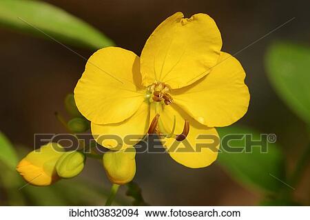 "Argentine Senna (Senna corymbosa), blossom, native to South America" View Large Photo Image Picture - "Argentine Senna (Senna corymbosa), blossom, native to South America". Fotosearch