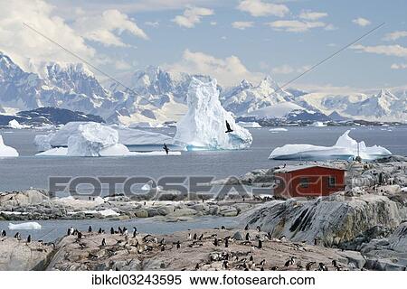 "Argentinian refuge in front of icebergs and Gentoo Penguins (Pygoscelis papua), Petermann Island, Antarctic Peninsula, Antarctica" View Large Photo Image Stock Photography - "Argentinian refuge in front of icebergs and Gentoo Penguins (Pygoscelis papua), Petermann Island, Antarctic Peninsula, Antarctica". Fotosearch