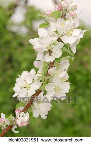 "Armenian Plum or Siberian Apricot (Prunus armeniaca), flower, Provence, Southern France, France, Europe" View Large Photo Image Stock Image - "Armenian Plum or Siberian Apricot (Prunus armeniaca), flower, Provence, Southern France, France, Europe". Fotosearch