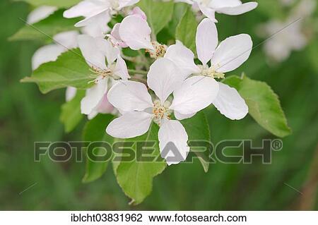 "Armenian Plum or Siberian Apricot (Prunus armeniaca), flower, Provence, Southern France, France, Europe" View Large Photo Image Stock Image - "Armenian Plum or Siberian Apricot (Prunus armeniaca), flower, Provence, Southern France, France, Europe". Fotosearch