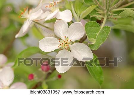 "Armenian Plum or Siberian Apricot (Prunus armeniaca), flower, Provence, Southern France, France, Europe" View Large Photo Image Stock Photo - "Armenian Plum or Siberian Apricot (Prunus armeniaca), flower, Provence, Southern France, France, Europe". Fotosearch