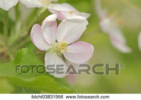 "Armenian Plum or Siberian Apricot (Prunus armeniaca), flower, Provence, Southern France, France, Europe" View Large Photo Image Stock Photograph - "Armenian Plum or Siberian Apricot (Prunus armeniaca), flower, Provence, Southern France, France, Europe". Fotosearch