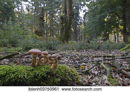 "Armillaria (Armillaria ostoyae), Tinner Loh nature reserve, near Haren, Emsland, Lower Saxony, Germany, Europe" View Large Photo Image Stock Image - "Armillaria (Armillaria ostoyae), Tinner Loh nature reserve, near Haren, Emsland, Lower Saxony, Germany, Europe". Fotosearch
