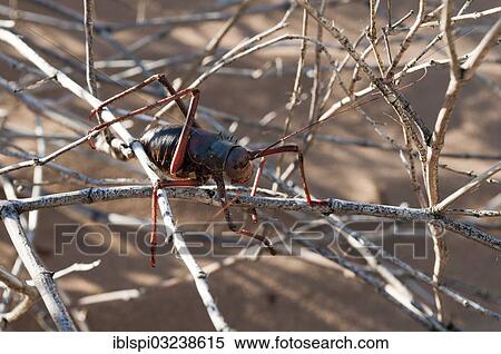 "Armoured Ground Cricket (Acanthoplus discoidalis), Huab River Valley, Torra Conservancy, Damaraland, Kunene Region, Namibia, Africa" View Large Photo Image Stock Photography - "Armoured Ground Cricket (Acanthoplus discoidalis), Huab River Valley, Torra Conservancy, Damaraland, Kunene Region, Namibia, Africa". Fotosearch