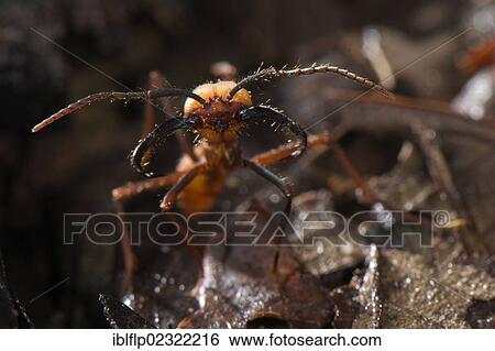 "Army Ant (Eciton burchelli), adult soldier, standing on leaf litter, Los Amigos Biological Station, Madre de Dios, Amazonia, Peru, South America" View Large Photo Image Stock Photograph - "Army Ant (Eciton burchelli), adult soldier, standing on leaf litter, Los Amigos Biological Station, Madre de Dios, Amazonia, Peru, South America". Fotosearch