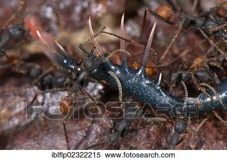 "Army Ant (Eciton burchelli), adult workers, group preying on Tailless Whip Scorpion (Amblypygi sp. ), Los Amigos Biological Station, Madre de Dios, Amazonia, Peru, South America" View Large Photo Image Stock Photography - "Army Ant (Eciton burchelli), adult workers, group preying on Tailless Whip Scorpion (Amblypygi sp. ), Los Amigos Biological Station, Madre de Dios, Amazonia, Peru, South America". Fotosearch