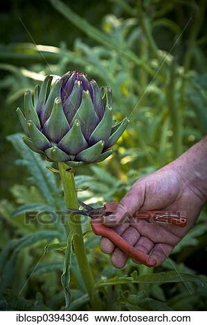 "Artichoke being harvested, Corsica, France, Europe" View Large Photo Image Stock Photograph - "Artichoke being harvested, Corsica, France, Europe". Fotosearch