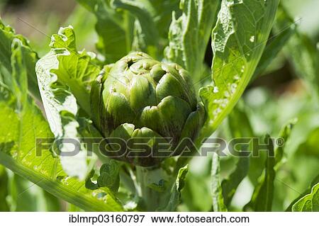 Stock Photo - Artichoke (Cynara cardunculus) growing in a vegetable garden. Fotosearch