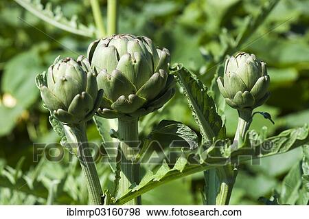 Stock Photo - Artichoke (Cynara cardunculus) growing in a vegetable garden. Fotosearch