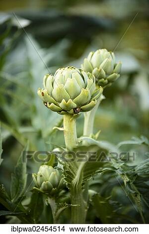 Artichoke (Cynara) in a vegetable patch View Large Photo Image Picture - Artichoke (Cynara) in a vegetable patch. Fotosearch