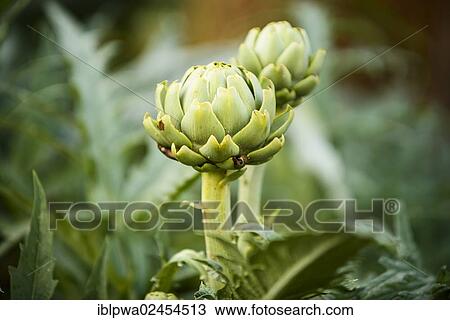 Artichoke (Cynara) in a vegetable patch View Large Photo Image Stock Image - Artichoke (Cynara) in a vegetable patch. Fotosearch
