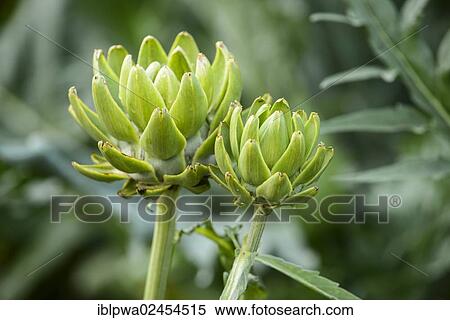 Artichoke (Cynara) in a vegetable patch View Large Photo Image Stock Photography - Artichoke (Cynara) in a vegetable patch. Fotosearch