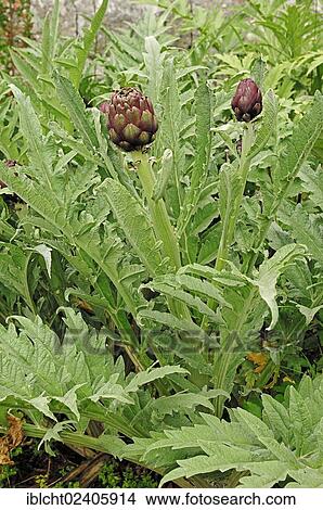 "Artichoke (Cynara scolymus, Cynara cardunculus), Provence, Southern France, France, Europe" View Large Photo Image Picture - "Artichoke (Cynara scolymus, Cynara cardunculus), Provence, Southern France, France, Europe". Fotosearch