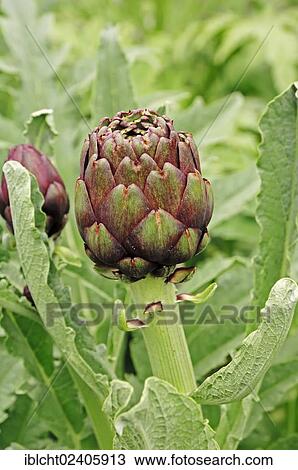 "Artichoke (Cynara scolymus, Cynara cardunculus), Provence, Southern France, France, Europe" View Large Photo Image Stock Image - "Artichoke (Cynara scolymus, Cynara cardunculus), Provence, Southern France, France, Europe". Fotosearch