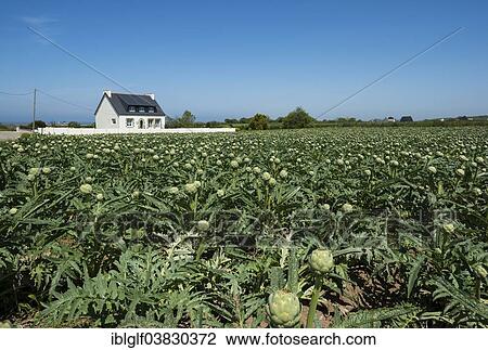 "Artichokes (Cynara cardunculus), an artichoke field and a farmhouse, Cleder, Brittany, France, Europe" View Large Photo Image Stock Image - "Artichokes (Cynara cardunculus), an artichoke field and a farmhouse, Cleder, Brittany, France, Europe". Fotosearch