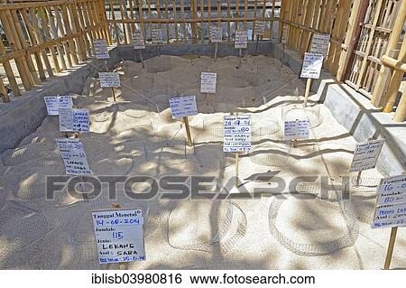 "Artificial dune for hatching collected eggs of various sea turtles in a breeding station, Bali, Indonesia, Asia" View Large Photo Image Stock Photograph - "Artificial dune for hatching collected eggs of various sea turtles in a breeding station, Bali, Indonesia, Asia". Fotosearch