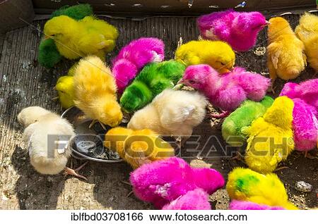 "Artificially coloured chicks for sale, Rekong Peo, Himachal Pradesh, India, Asia" View Large Photo Image Stock Photograph - "Artificially coloured chicks for sale, Rekong Peo, Himachal Pradesh, India, Asia". Fotosearch