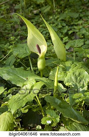 "Arum Lily or Cuckoopint (Arum maculatum), Belgium, Europe" View Large Photo Image Stock Photograph - "Arum Lily or Cuckoopint (Arum maculatum), Belgium, Europe". Fotosearch