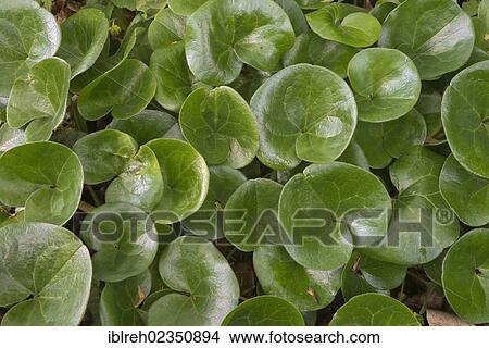 Picture - "Asarabacca, European Wild Ginger, Hazelwort or Wild Spikenard (Asarum europaeum), Donntal, Lenningen-Gutenberg, Swabian Alb, Baden-Wuerttemberg, Germany, Europe". Fotosearch