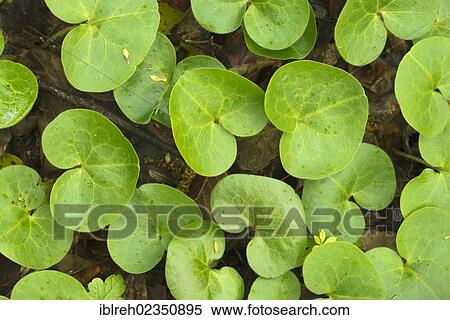"Asarabacca, European Wild Ginger, Hazelwort or Wild Spikenard (Asarum europaeum), Donntal, Lenningen-Gutenberg, Swabian Alb, Baden-Wuerttemberg, Germany, Europe" View Large Photo Image Stock Photography - "Asarabacca, European Wild Ginger, Hazelwort or Wild Spikenard (Asarum europaeum), Donntal, Lenningen-Gutenberg, Swabian Alb, Baden-Wuerttemberg, Germany, Europe". Fotosearch