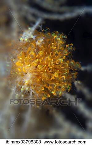 "Ascidian Sea Squirt (Pycnoclavella detorta), Southern Leyte, Philippines, Asia" View Large Photo Image Stock Photo - "Ascidian Sea Squirt (Pycnoclavella detorta), Southern Leyte, Philippines, Asia". Fotosearch