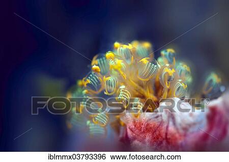 "Ascidian Sea Squirt (Pycnoclavella detorta), Southern Leyte, Philippines, Asia" View Large Photo Image Stock Photograph - "Ascidian Sea Squirt (Pycnoclavella detorta), Southern Leyte, Philippines, Asia". Fotosearch