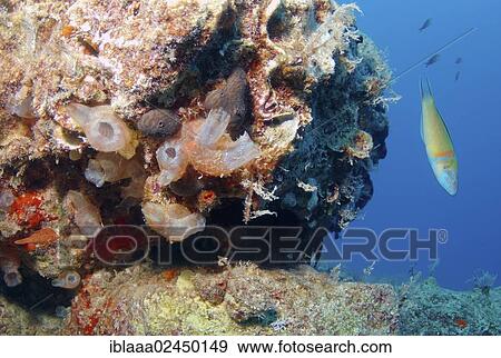 "Ascidians or Sea squirts (Halocynthia sp. ), Mediterranean Sea, Kas, Kas, Turkey, Asia" View Large Photo Image Stock Photo - "Ascidians or Sea squirts (Halocynthia sp. ), Mediterranean Sea, Kas, Kas, Turkey, Asia". Fotosearch