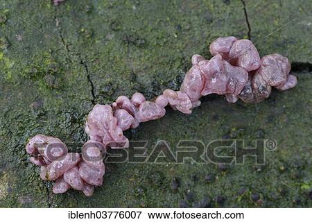 "Ascotremella fungus (Ascotremella faginea), Lower Saxony, Germany, Europe" View Large Photo Image Stock Photo - "Ascotremella fungus (Ascotremella faginea), Lower Saxony, Germany, Europe". Fotosearch
