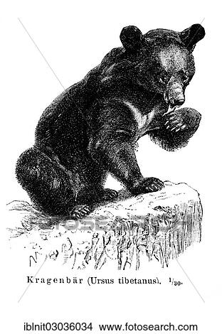"Asian Black Bear, moon bear or white-chested bear (Ursus thibetanus), illustration from Meyers Encyclopedia, 1897" View Large Photo Image Picture - "Asian Black Bear, moon bear or white-chested bear (Ursus thibetanus), illustration from Meyers Encyclopedia, 1897". Fotosearch