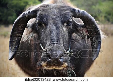 "Asian buffalo, Wild water buffalo (Bubalus arnee) in Laos, Southeast Asia, Asia" View Large Photo Image Stock Image - "Asian buffalo, Wild water buffalo (Bubalus arnee) in Laos, Southeast Asia, Asia". Fotosearch