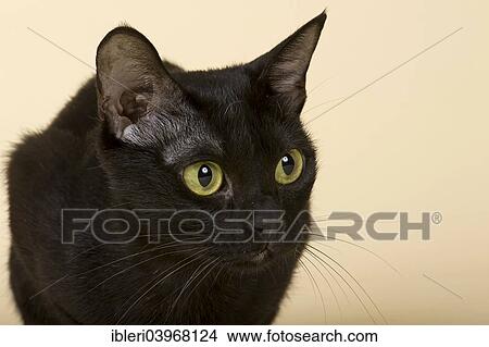 "Asian Cat, 2 years, colour Black Bombay" View Large Photo Image Picture - "Asian Cat, 2 years, colour Black Bombay". Fotosearch