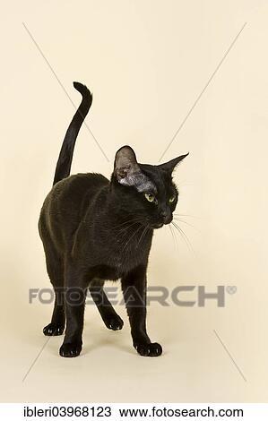"Asian Cat, 2 years, colour Black Bombay" View Large Photo Image Stock Image - "Asian Cat, 2 years, colour Black Bombay". Fotosearch