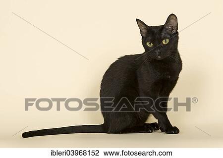 "Asian Cat, 2 years, colour Black Bombay" View Large Photo Image Stock Image - "Asian Cat, 2 years, colour Black Bombay". Fotosearch