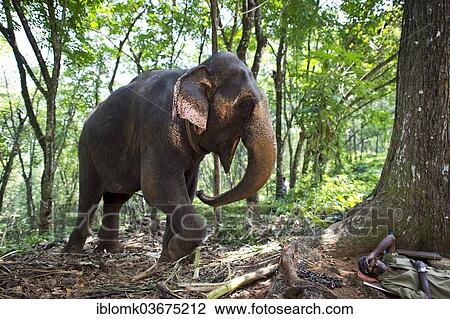 "Asian Elephant (Elephas maximus), working elephant and mahout who is resting, Peermade, Kerala, India, Asia" View Large Photo Image Stock Image - "Asian Elephant (Elephas maximus), working elephant and mahout who is resting, Peermade, Kerala, India, Asia". Fotosearch