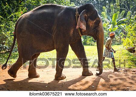 "Asian Elephant (Elephas maximus) working elephant and a mahout, Peermade, Kerala, India, Asia" View Large Photo Image Stock Image - "Asian Elephant (Elephas maximus) working elephant and a mahout, Peermade, Kerala, India, Asia". Fotosearch