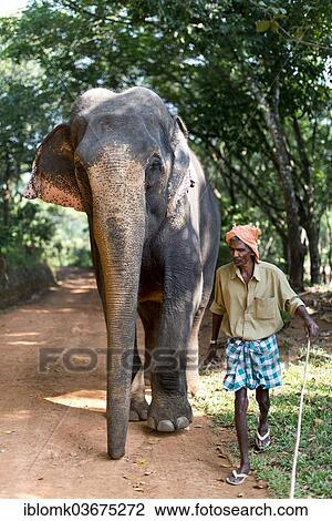 "Asian Elephant (Elephas maximus) working elephant and a mahout, Peermade, Kerala, India, Asia" View Large Photo Image Stock Image - "Asian Elephant (Elephas maximus) working elephant and a mahout, Peermade, Kerala, India, Asia". Fotosearch