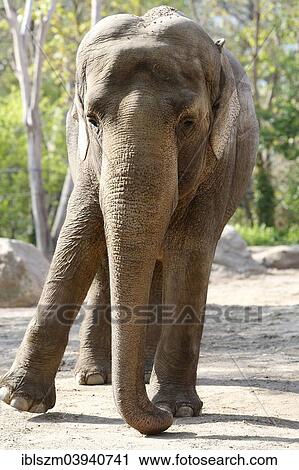 "Asian Elephant (Elephas maximus), captive, zoo, Berlin, Germany, Europe" View Large Photo Image Stock Image - "Asian Elephant (Elephas maximus), captive, zoo, Berlin, Germany, Europe". Fotosearch