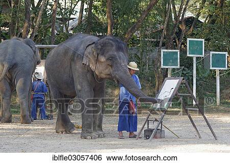 Stock Photograph - "Asian Elephant (Elephas maximus) painting, elephant show at Mae Taeng Elephant Camp, Kuet Chang, Amphoe Mae Taeng, Chiang Mai, Northern Thailand, Thailand, Asia". Fotosearch