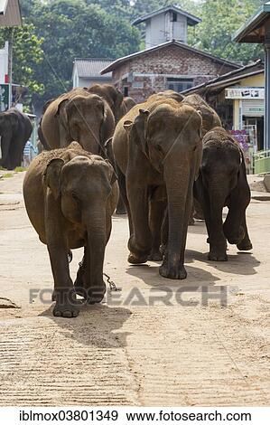 "Asian elephants (Elephas maximus) from the Pinnawala Elephant Orphanage on the way to the Maha Oya river, Pinnawela, Sri Lanka, Asia" View Large Photo Image Stock Photo - "Asian elephants (Elephas maximus) from the Pinnawala Elephant Orphanage on the way to the Maha Oya river, Pinnawela, Sri Lanka, Asia". Fotosearch