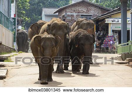 "Asian elephants (Elephas maximus) from the Pinnawala Elephant Orphanage on the way to the Maha Oya river, Pinnawela, Sri Lanka, Asia" View Large Photo Image Stock Photography - "Asian elephants (Elephas maximus) from the Pinnawala Elephant Orphanage on the way to the Maha Oya river, Pinnawela, Sri Lanka, Asia". Fotosearch